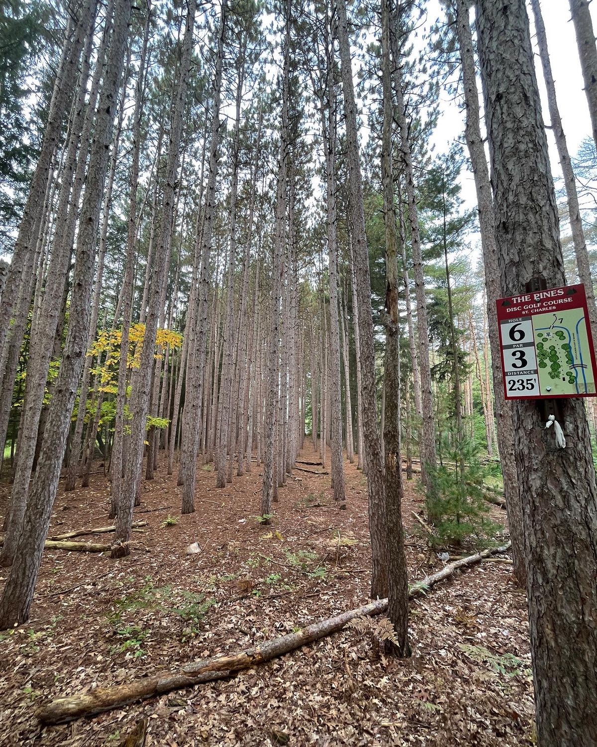 The Pines