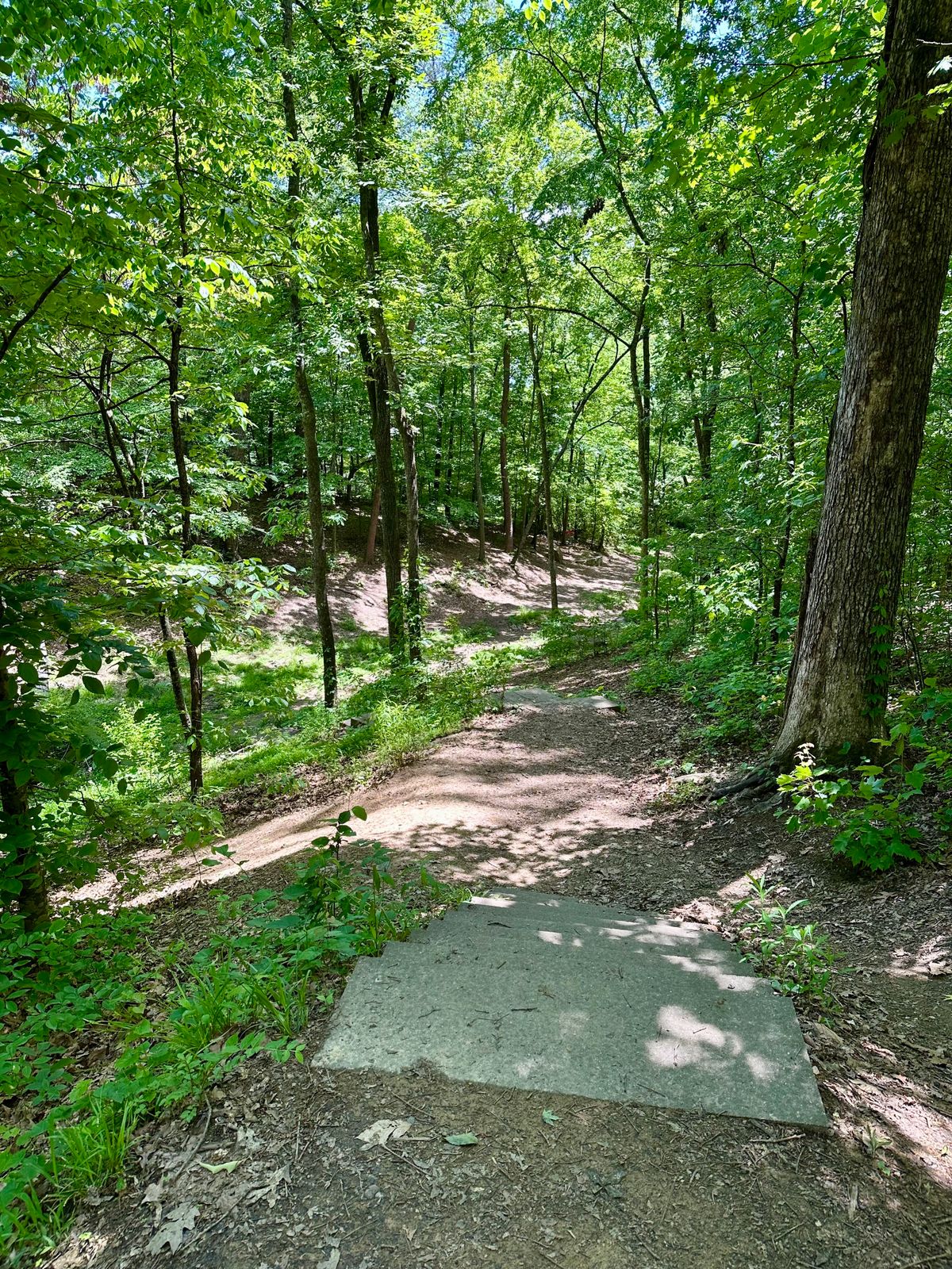 Hole 8 - basket in distance