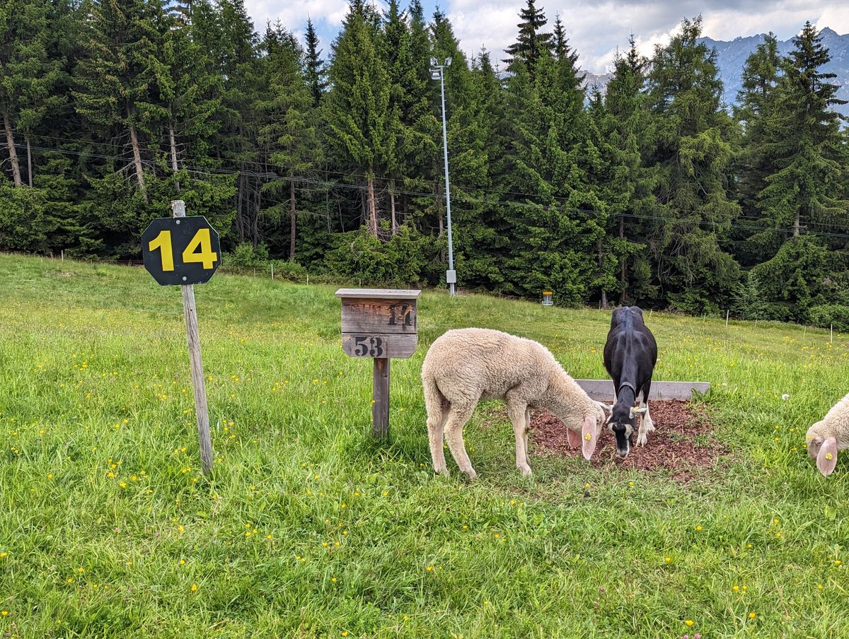 The goats and sheep were really hilarious and no problem at all