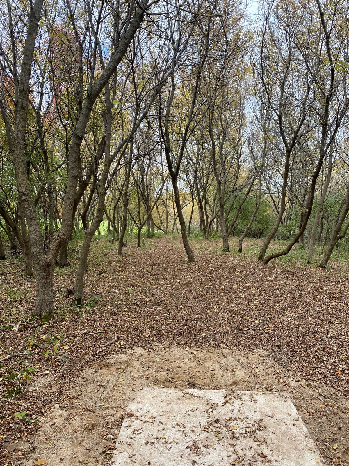 Hole 18 tee shot. Basket down hill right