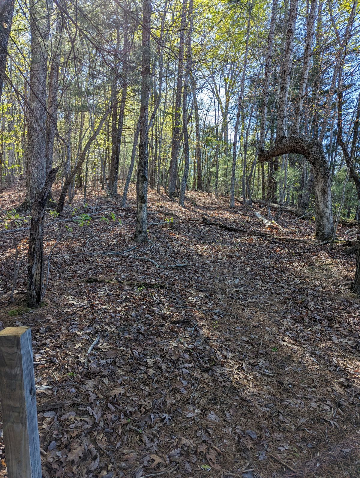 Hole 4 from tee