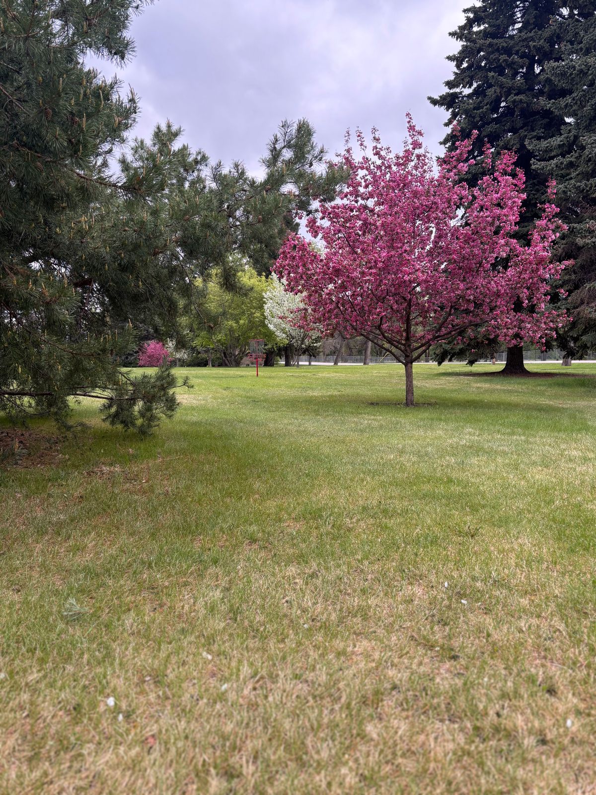 Hole 16, springtime beauty !!