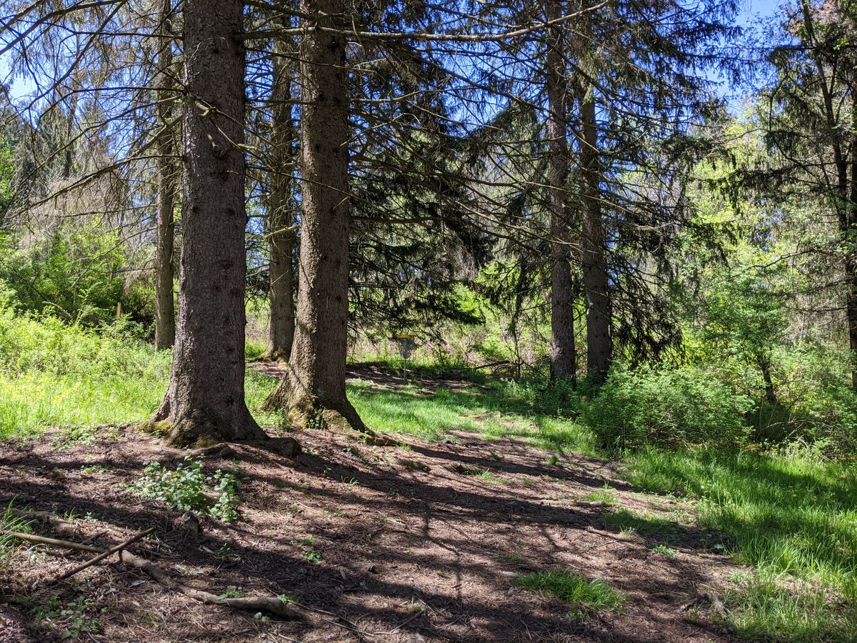 Hole 16 in the woods guardian pines