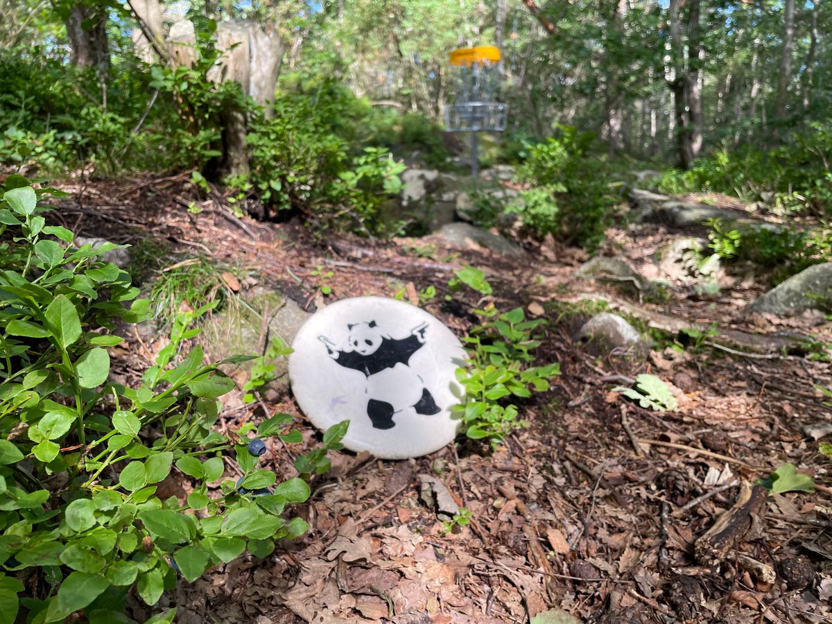 The panda loves blueberries
