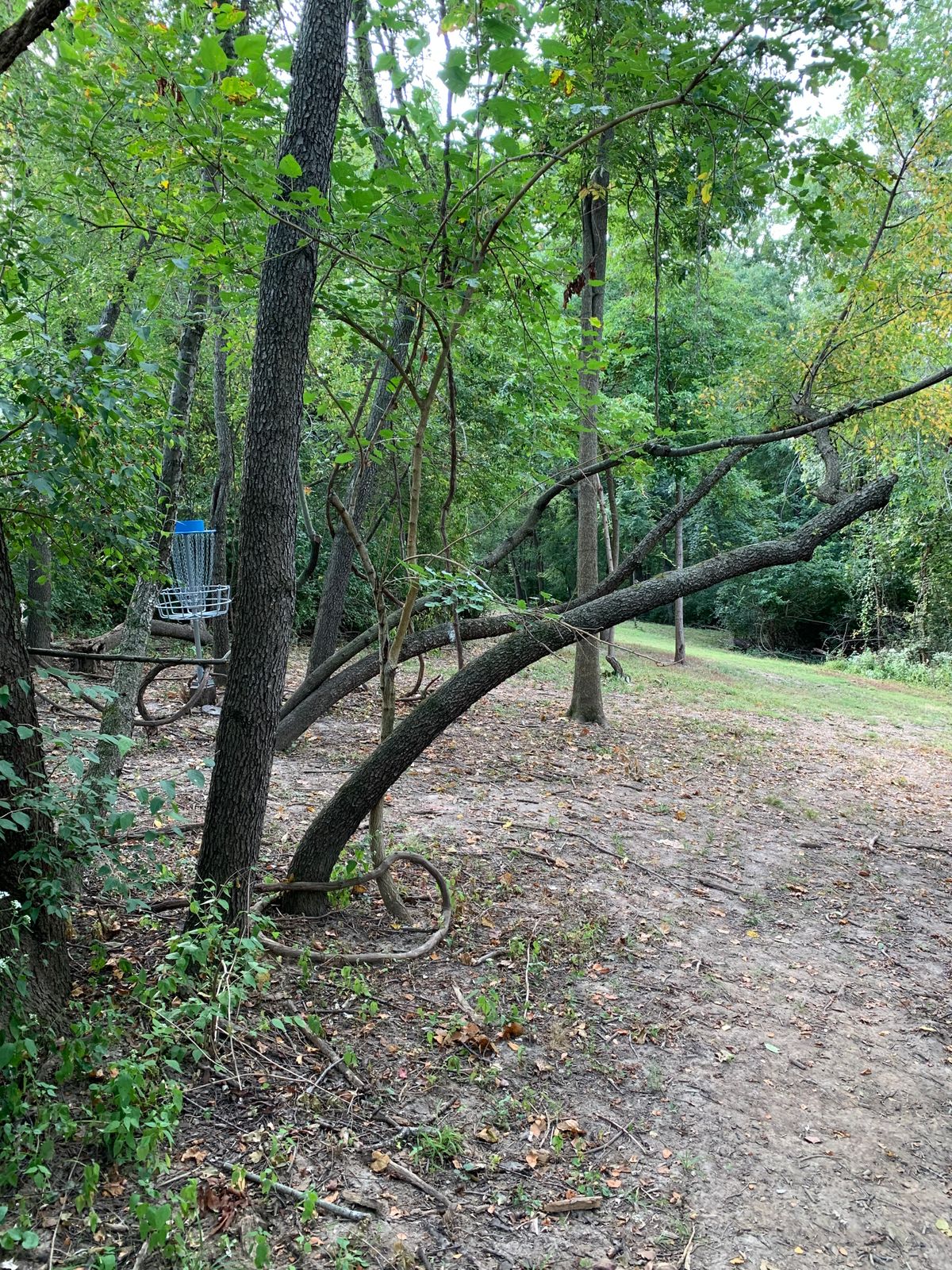 Hole 9 view behind basket