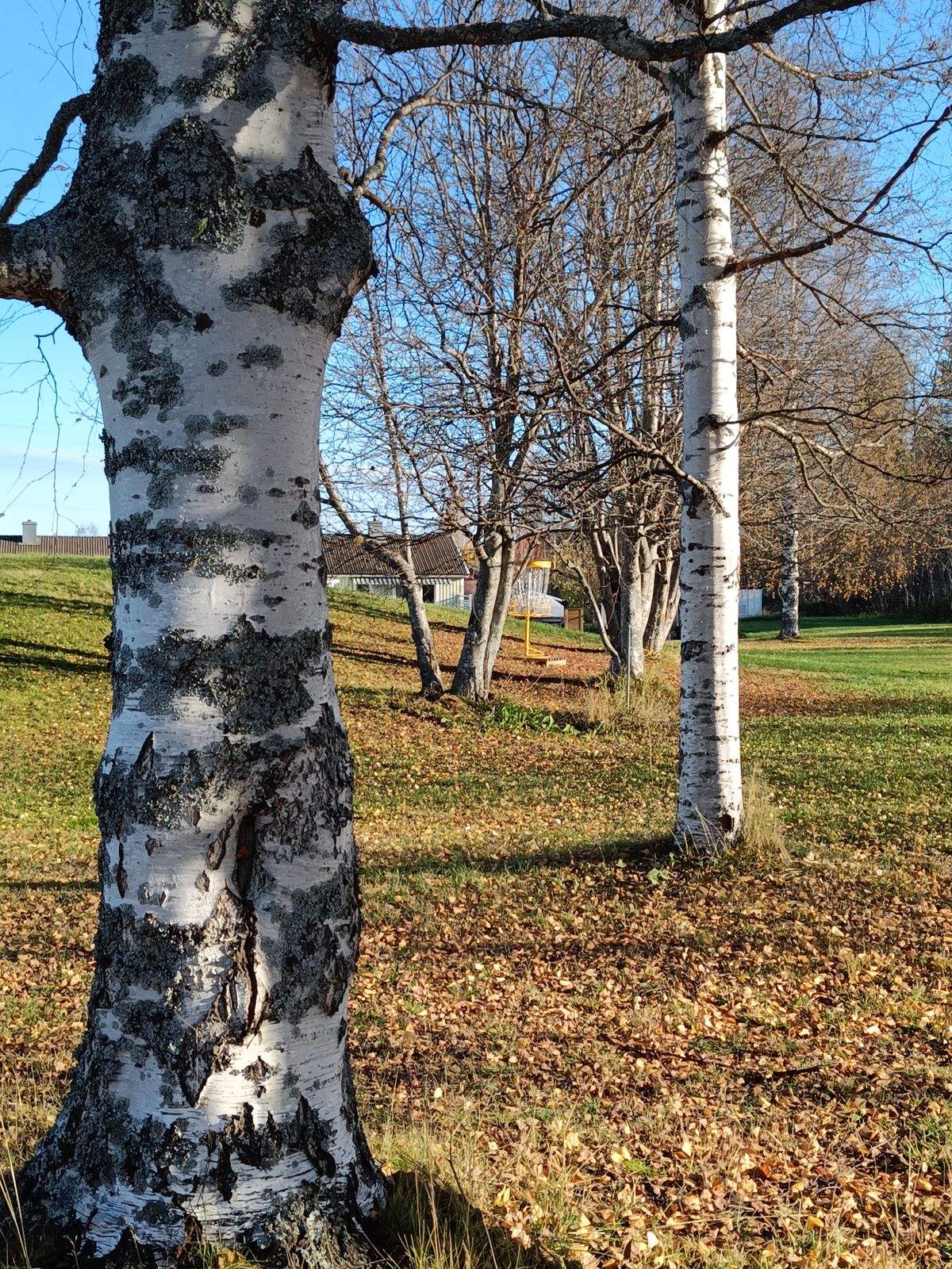 October Basket hole #6
