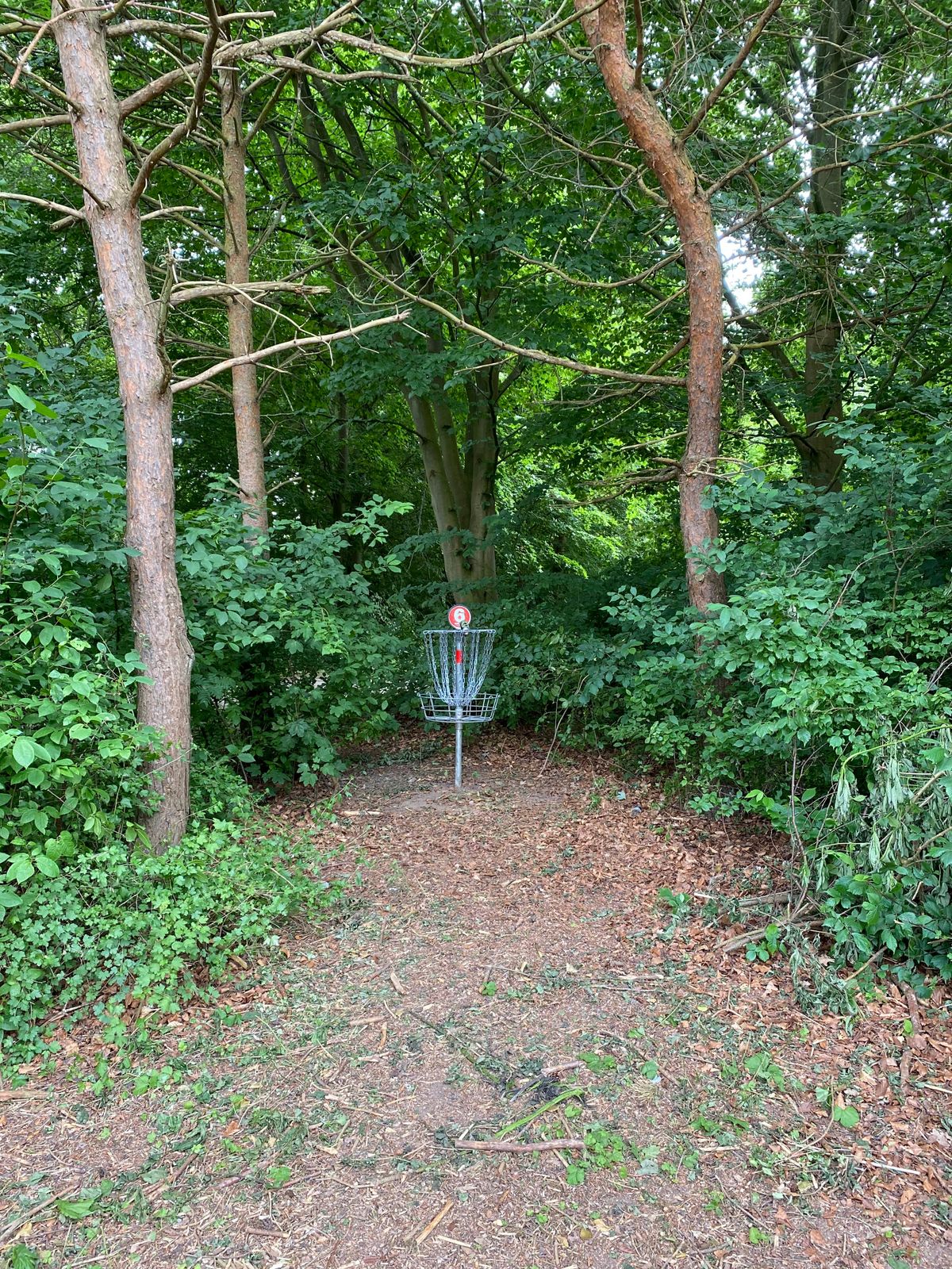 The new hole #6 putt into the wood