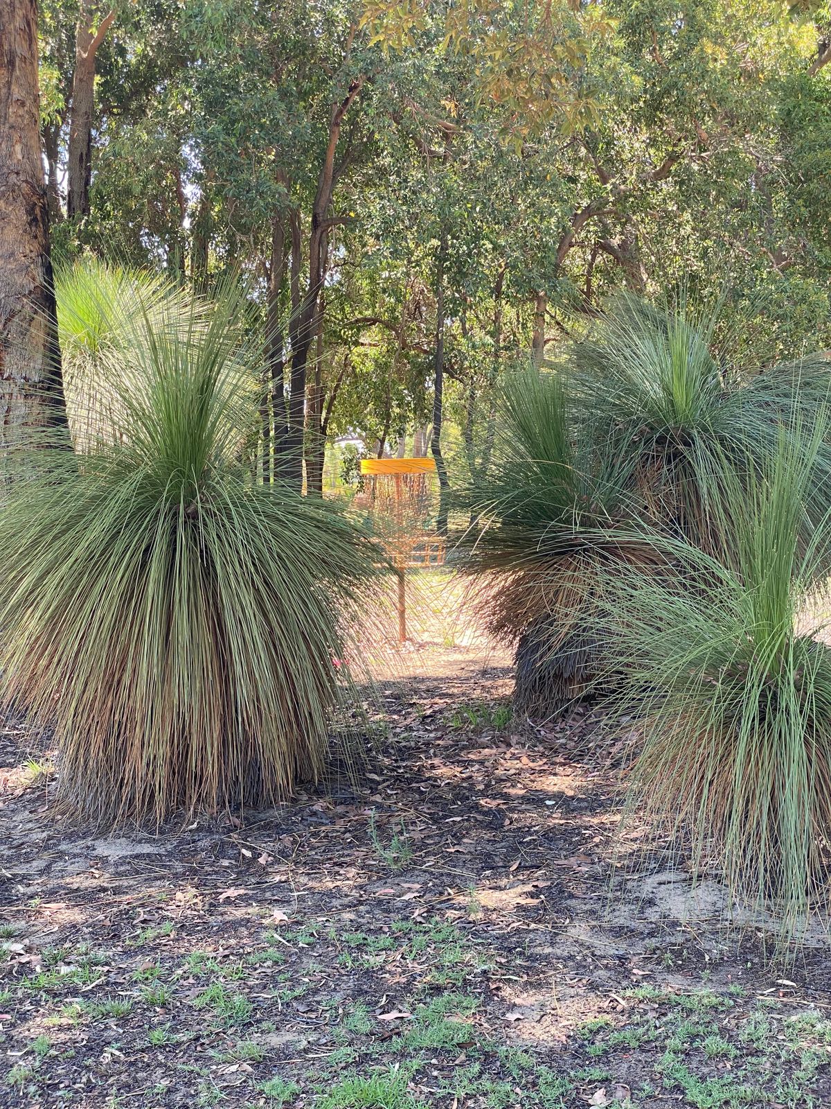 The well guarded basket 9, hiding behind the grass trees (Zanthorrea)