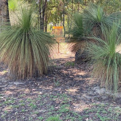 The well guarded basket 9, hiding behind the grass trees (Zanthorrea)