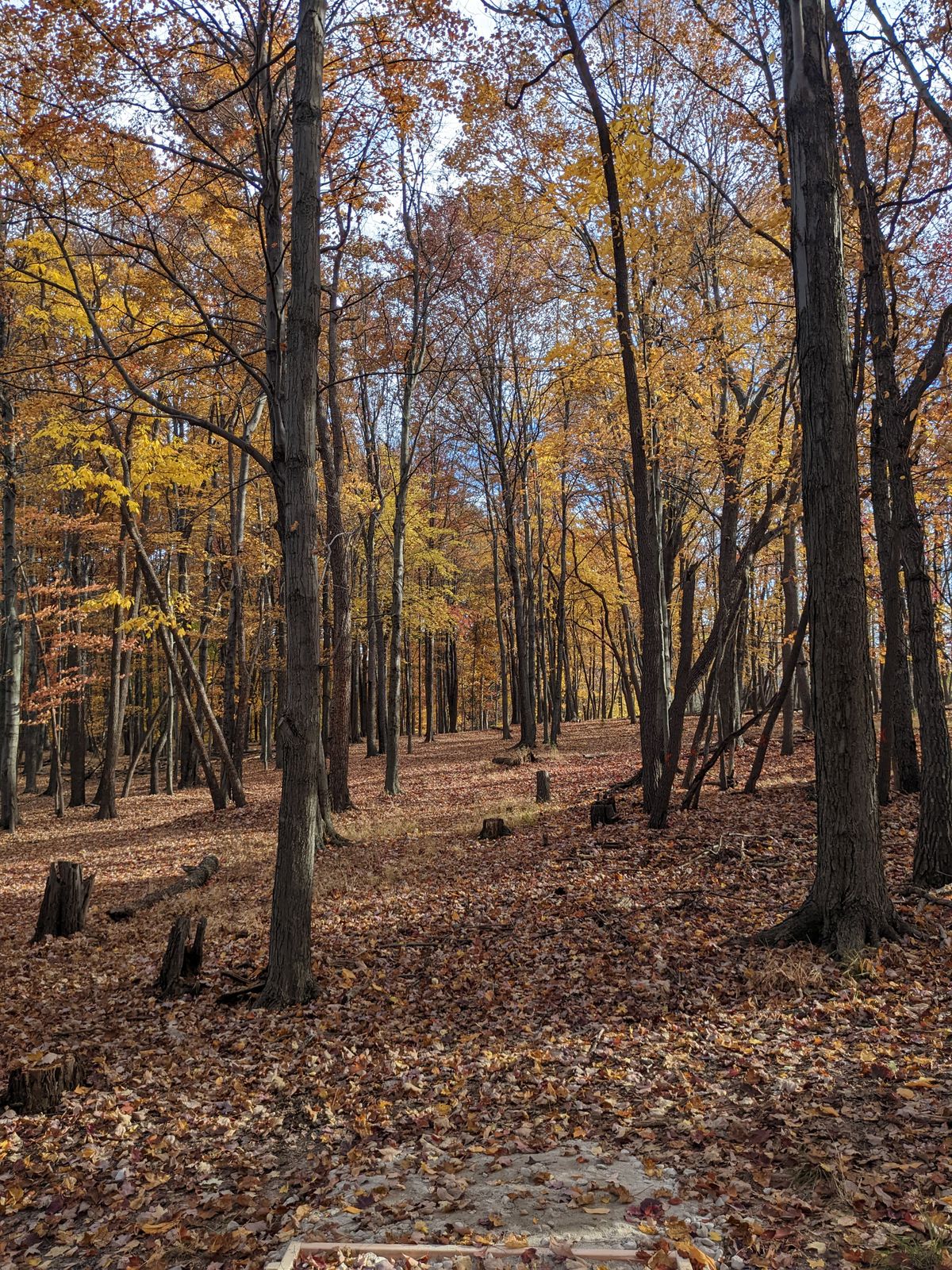 Hole 8 tee