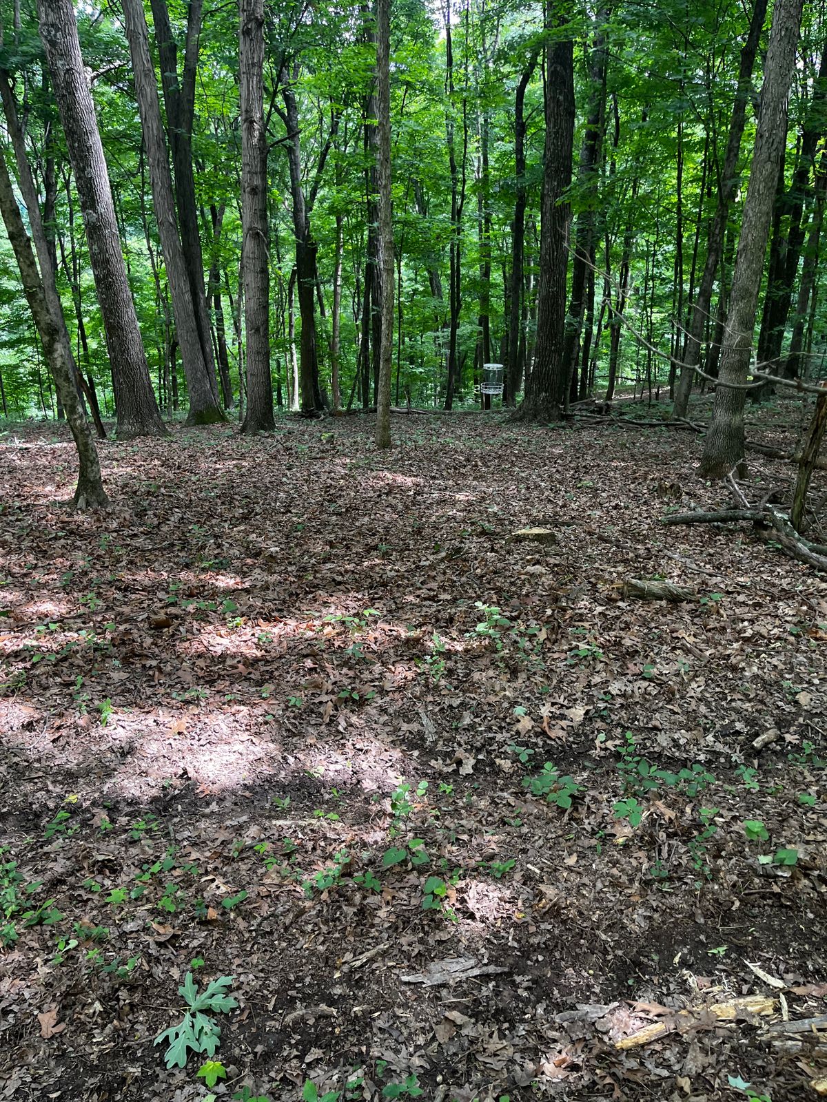 Hole 12 near green