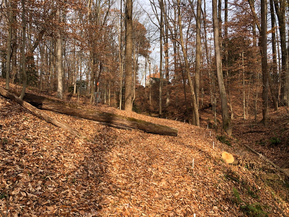Hole 4 basket and green (OB creek on right)