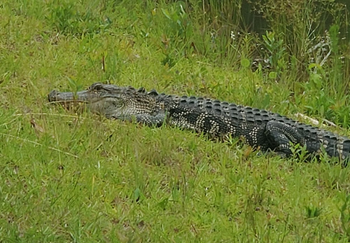 Awesome! I saw a alligators at the waterhazards.
