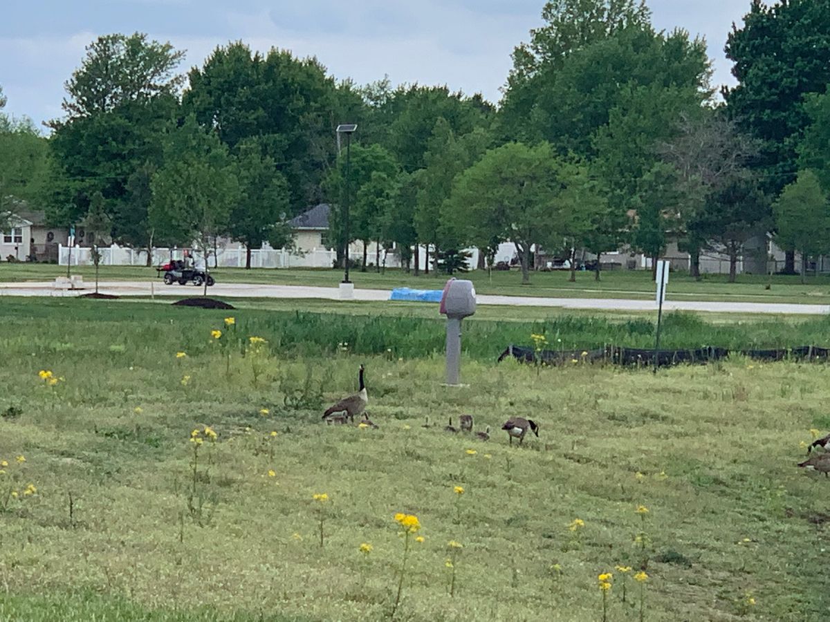 From near the tee pad for 15