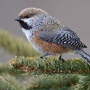 borealchickadee