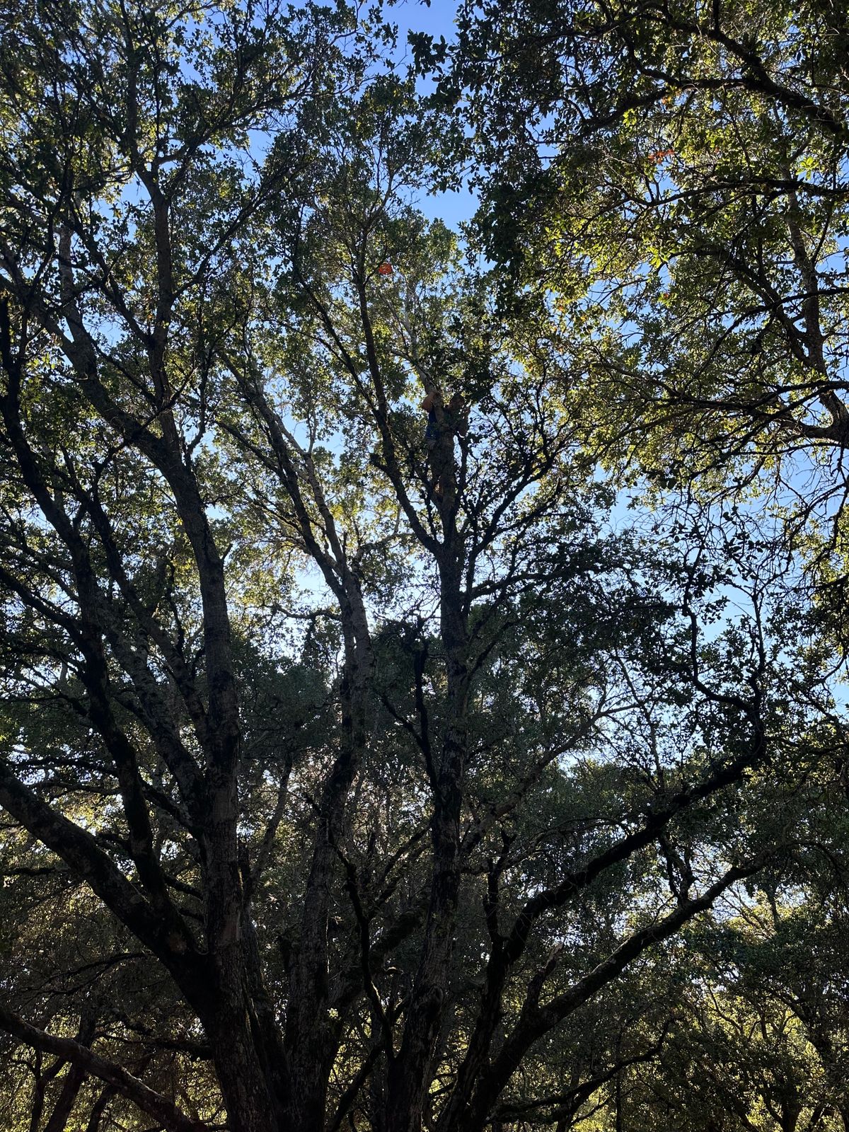 Sal in a tree