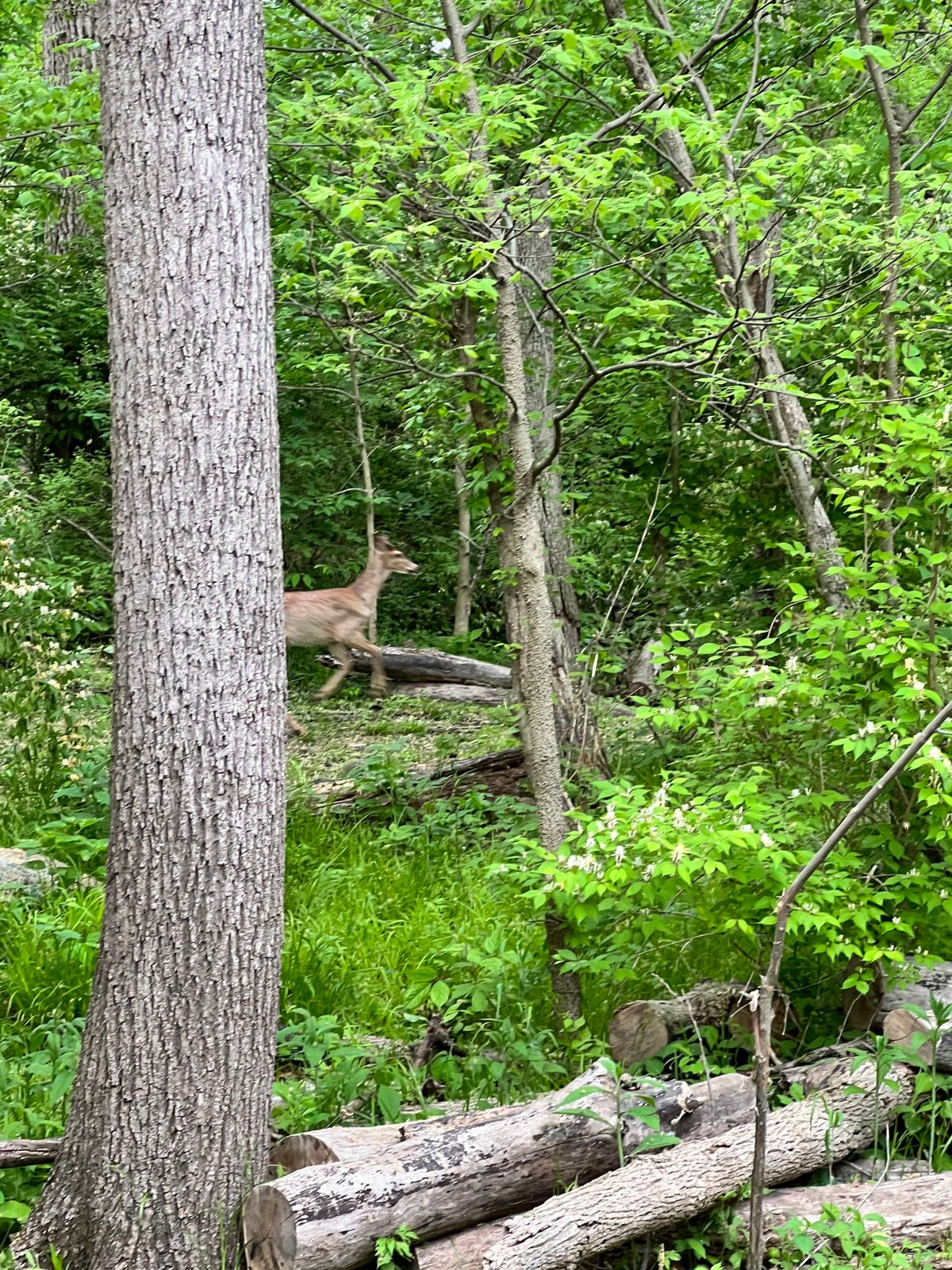 Deer on hole 17!