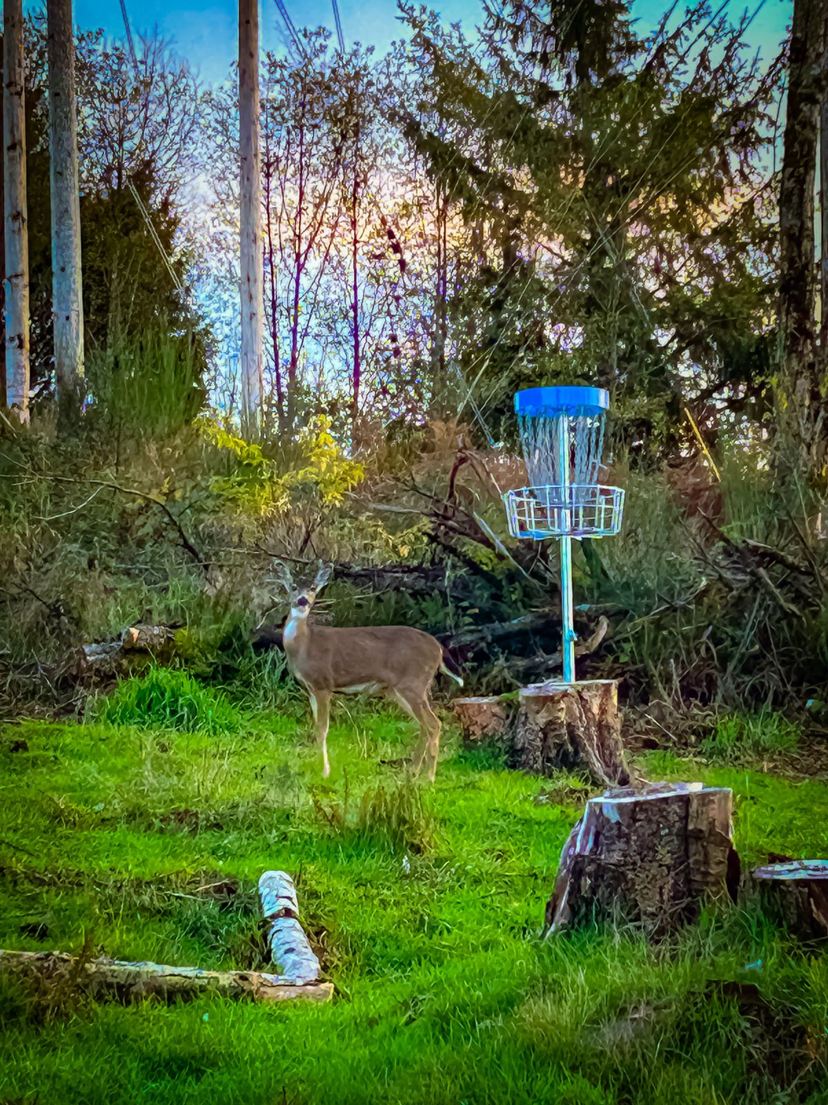 Oh deer…hole 5’s basket.