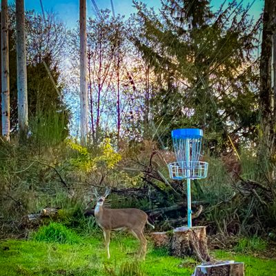 Oh deer…hole 5’s basket.