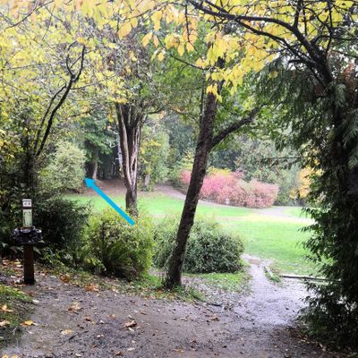 Hole 4, up behind the trees to the left