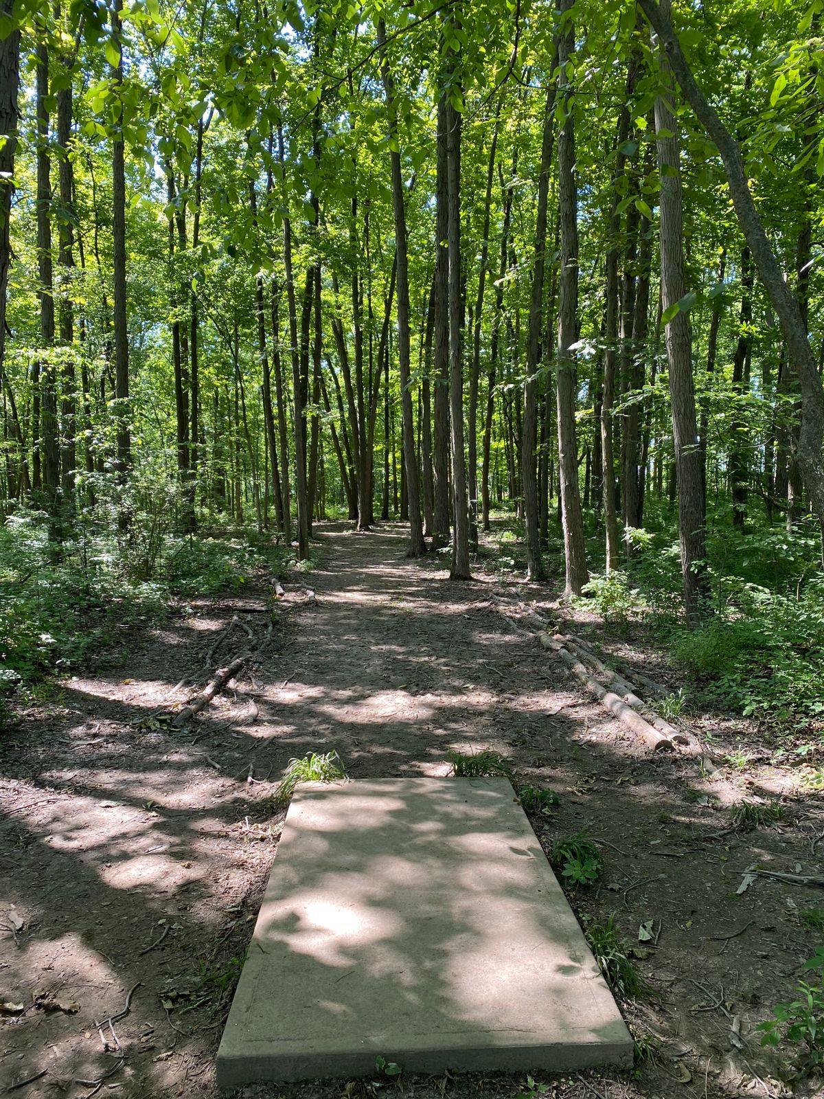 Hole 5 (Tee Box)