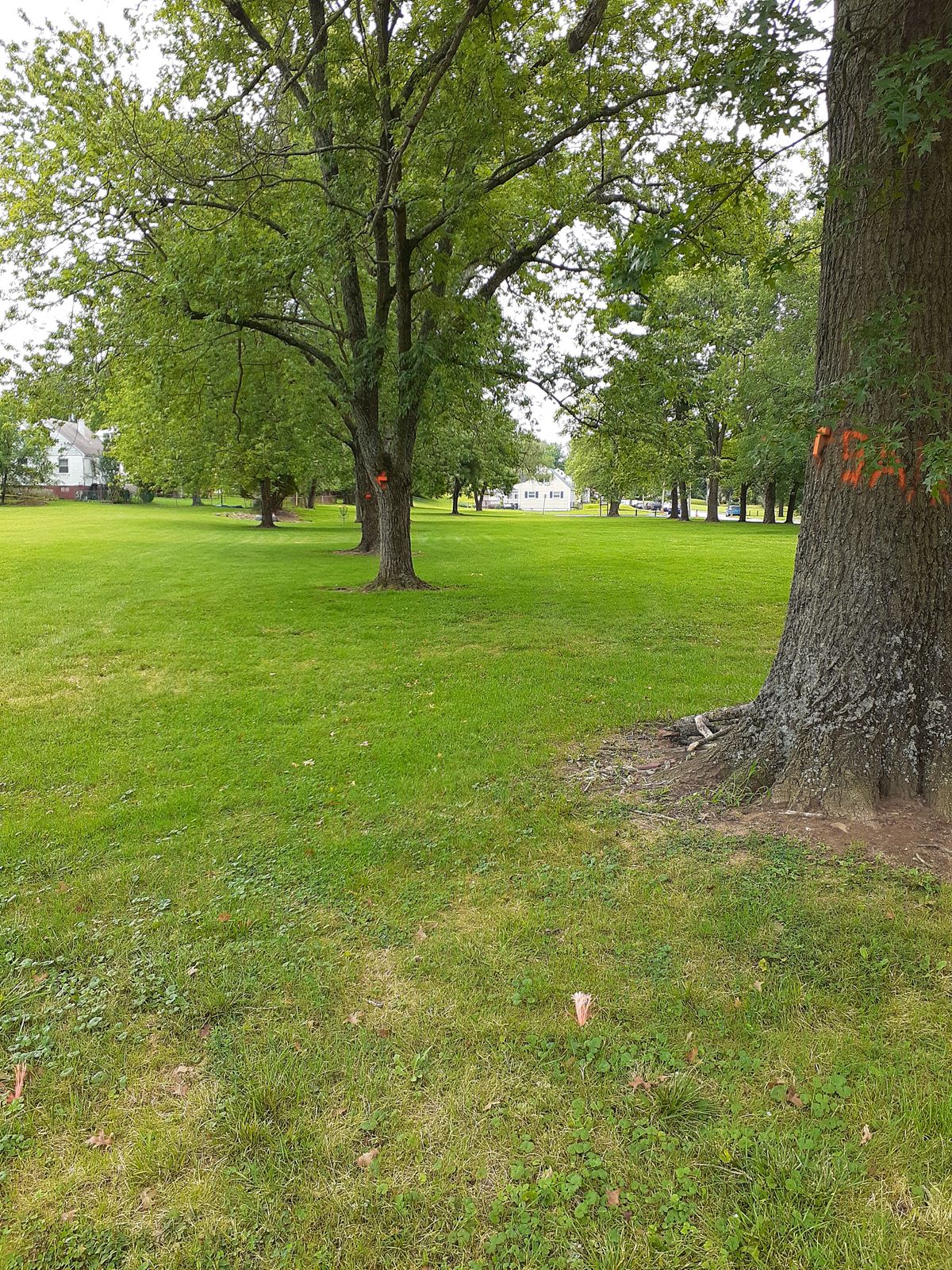 Hole 7 tee (left mando on trees with a right mando on last tree)