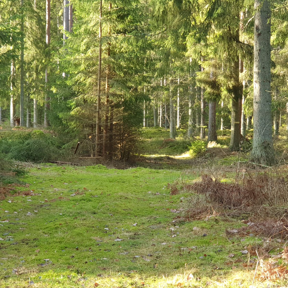 Hole 3, go left or right?