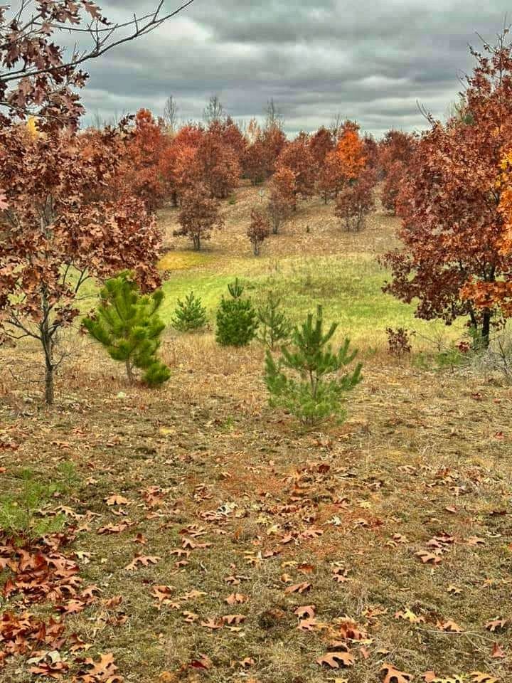 #6 tee