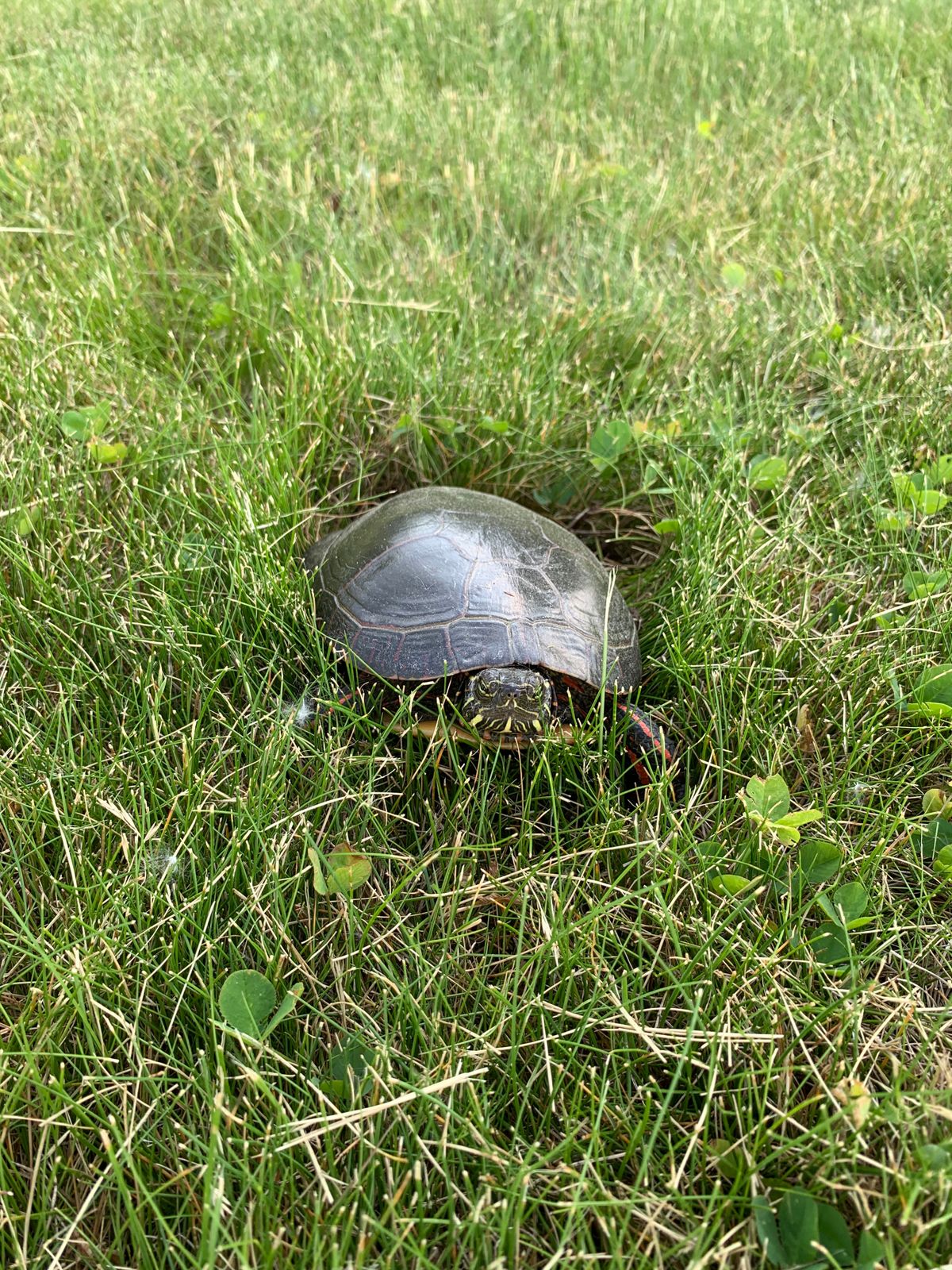 Sometimes you have visitors on the fairways.