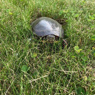 Sometimes you have visitors on the fairways.