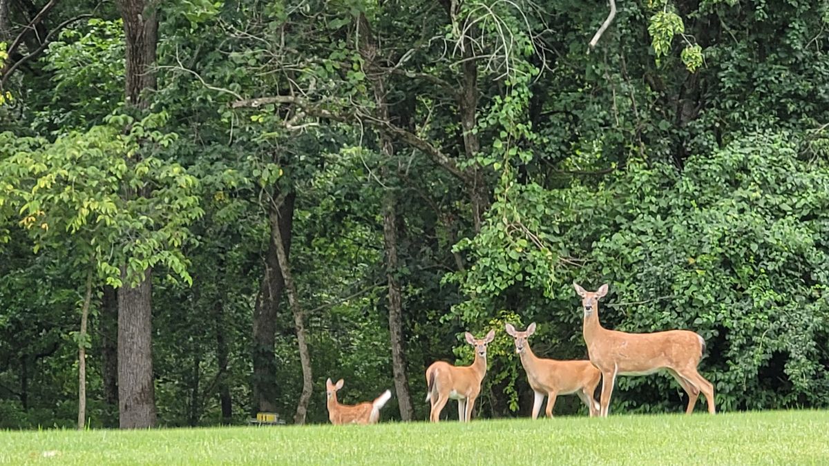 Hole 11 fairway