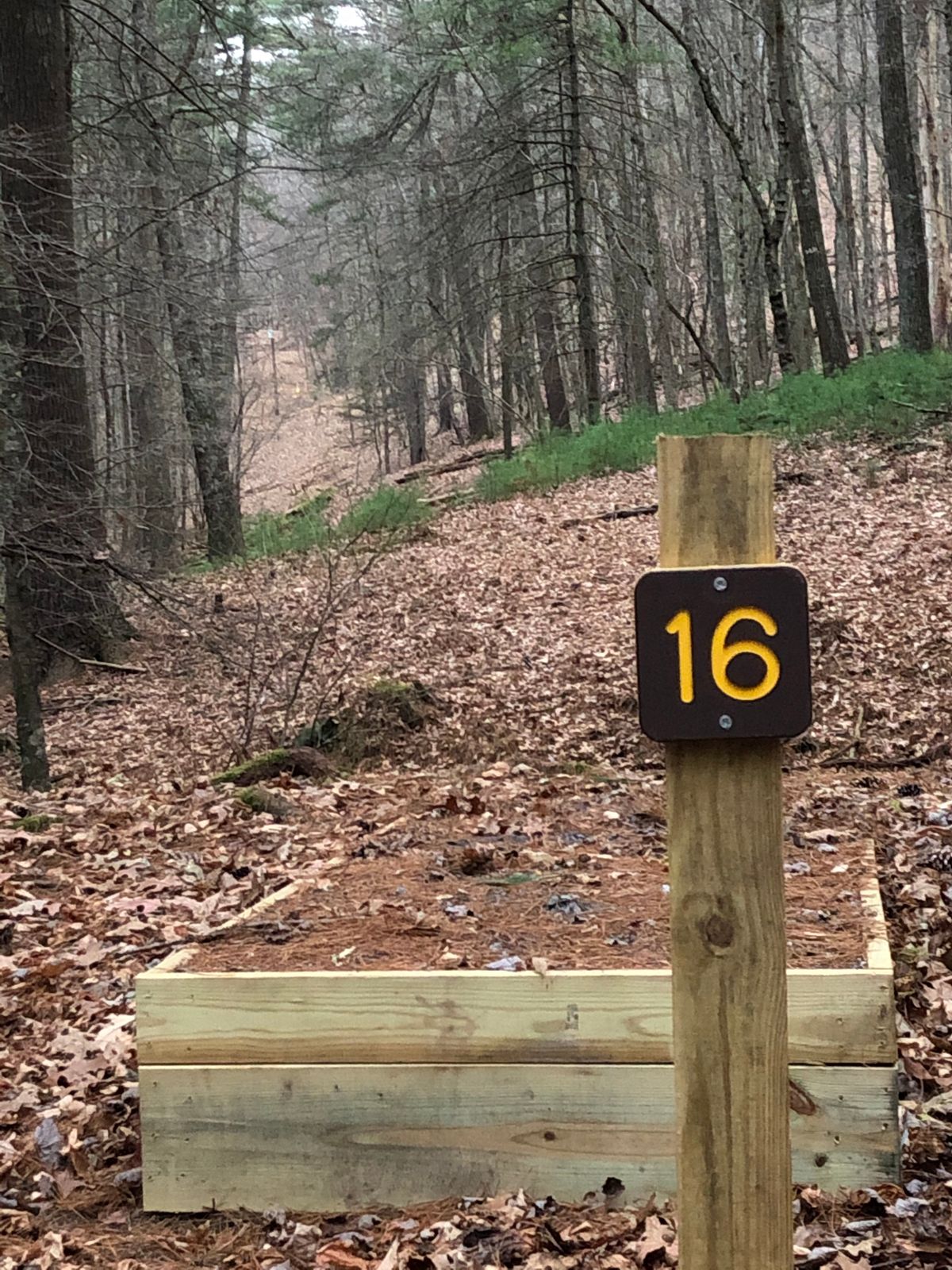 Tee Box 16 - long straight drive, basket sits on small mid ridge