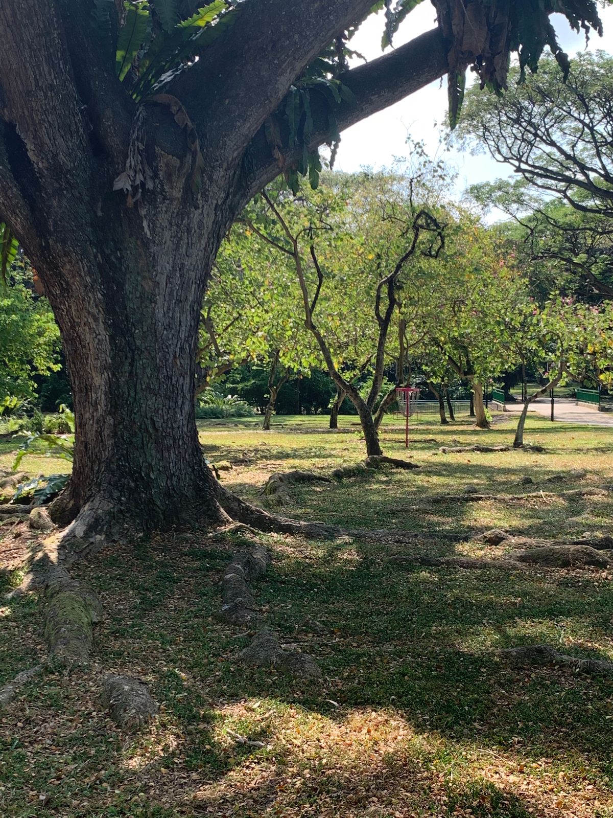 Hole 8 Basket
