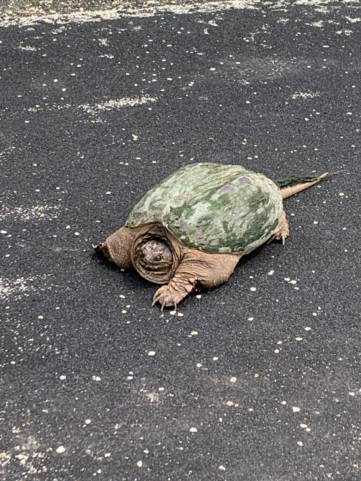 Snapper near the parking lot