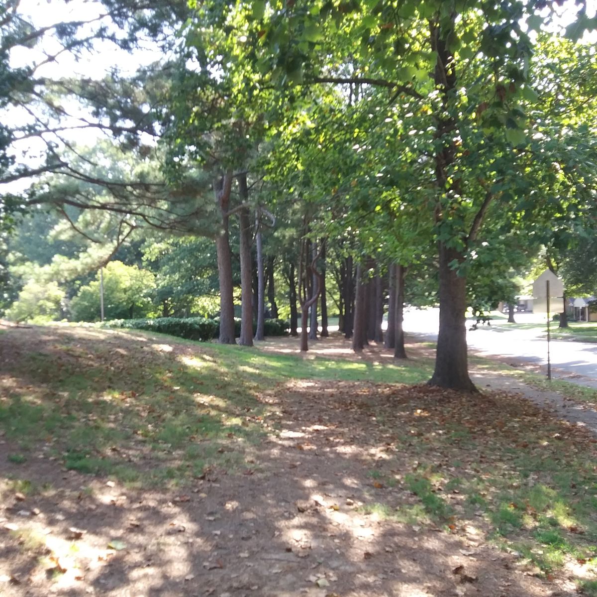 Whole 2's basket is straight ahead next to the bushes on the left past the crazy crooked tree. Left of the bushes is asphalt OB.