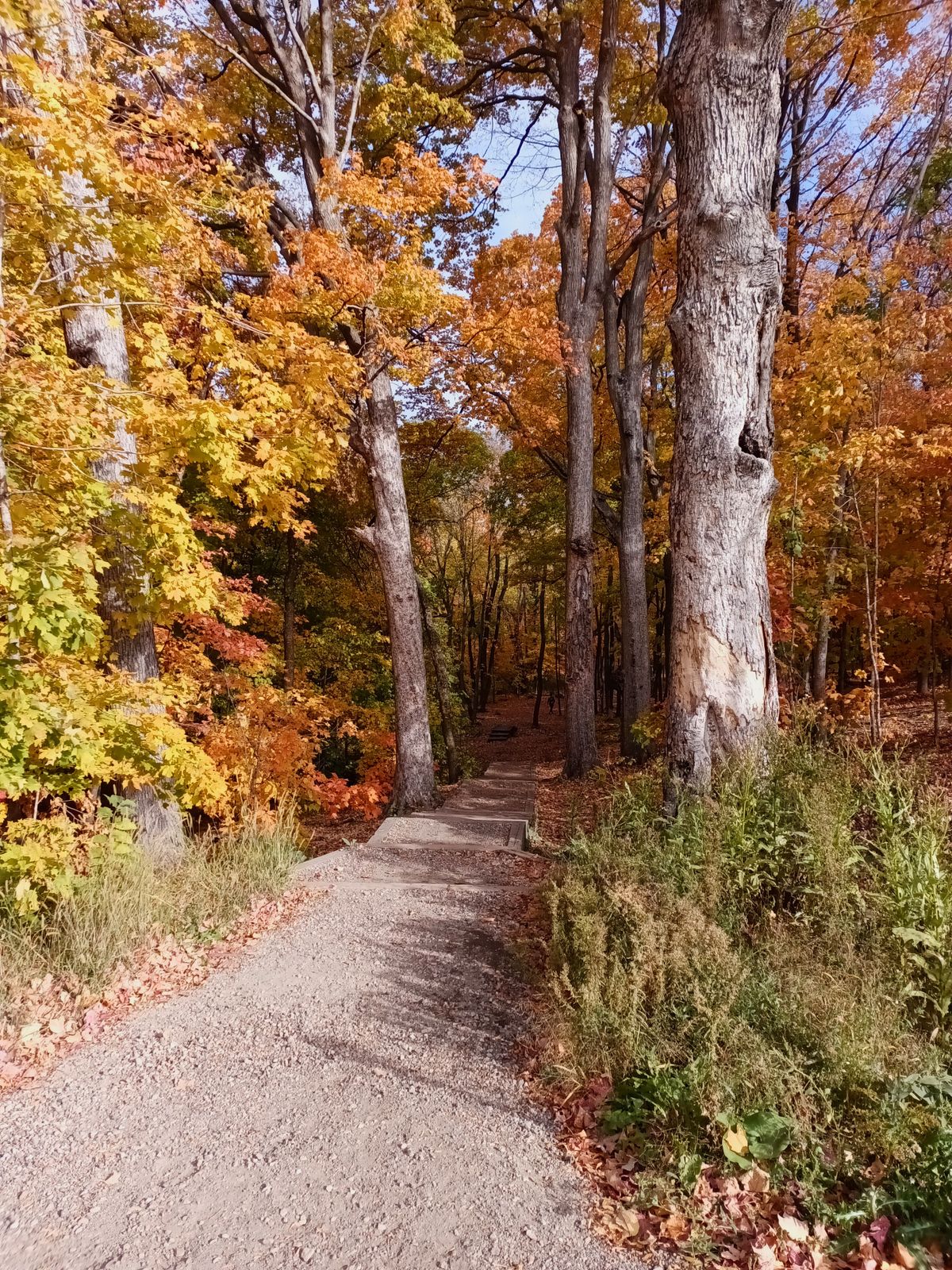 From the tee pad on Hole 6 looking down the tunnel towards the basket.