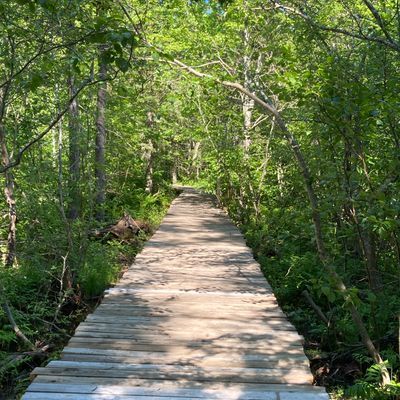 Boardwalk connecting front to back of the course.