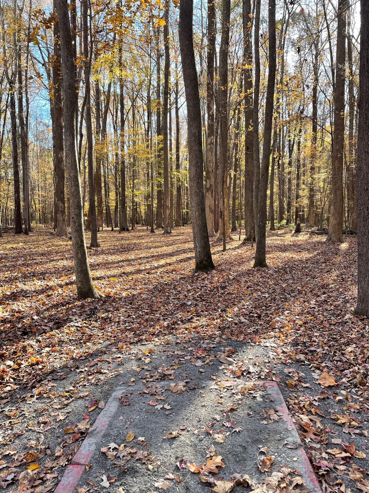 Hole 5 tee