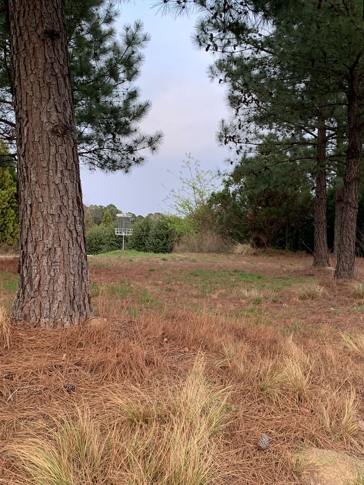 Hole 12 Basket and Green