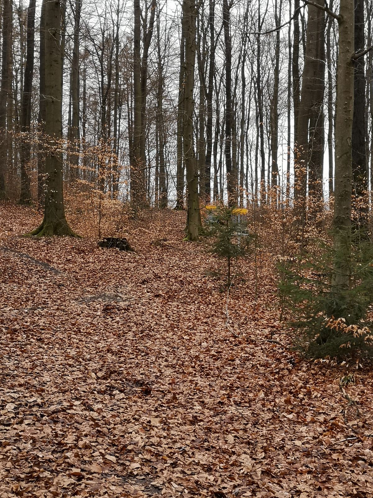 Im Wald, Ziele 7 und 11