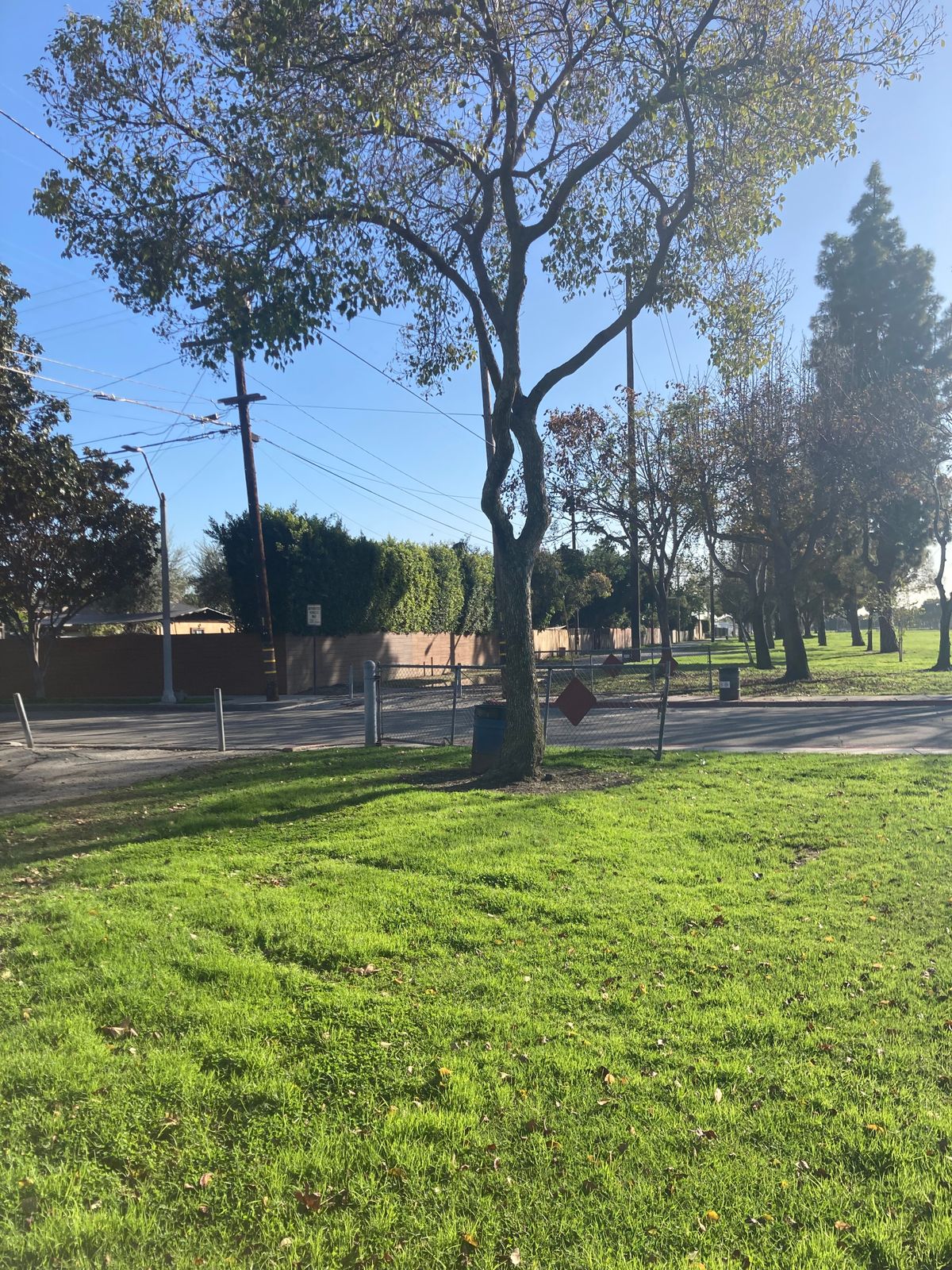 Hole 7 tree
