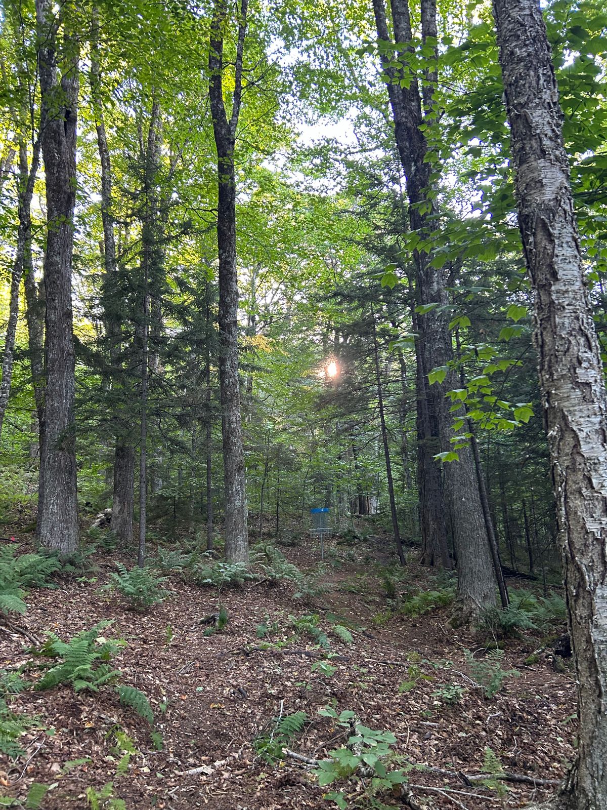 Hole 6 green