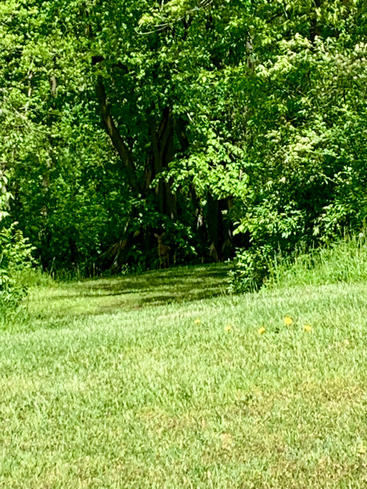 Hole 9 fairway
Deer in background