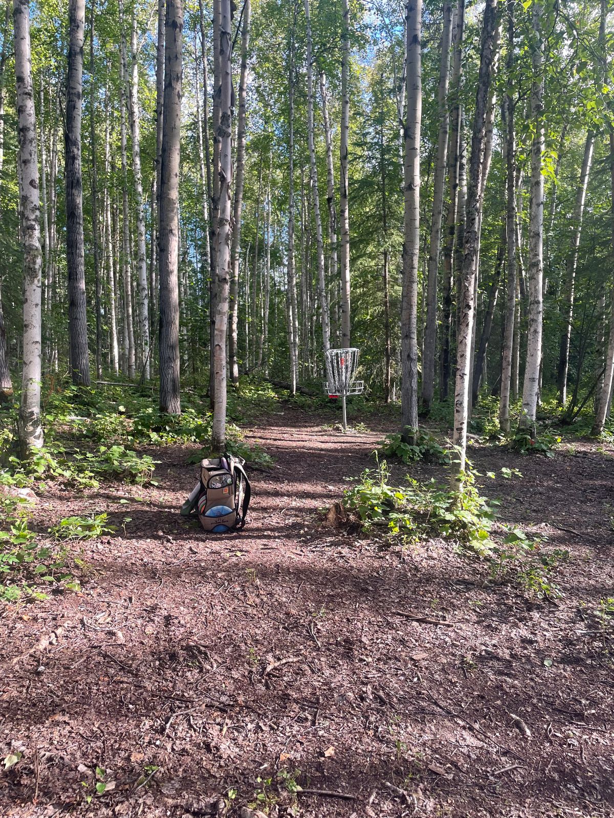 Hole 5 basket amongst the birch