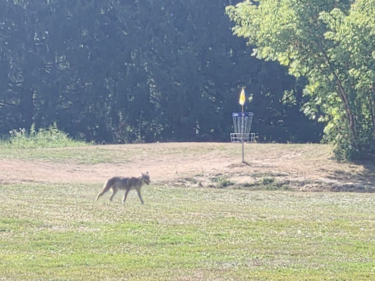 Hole #11 green, and a coyote 🐕