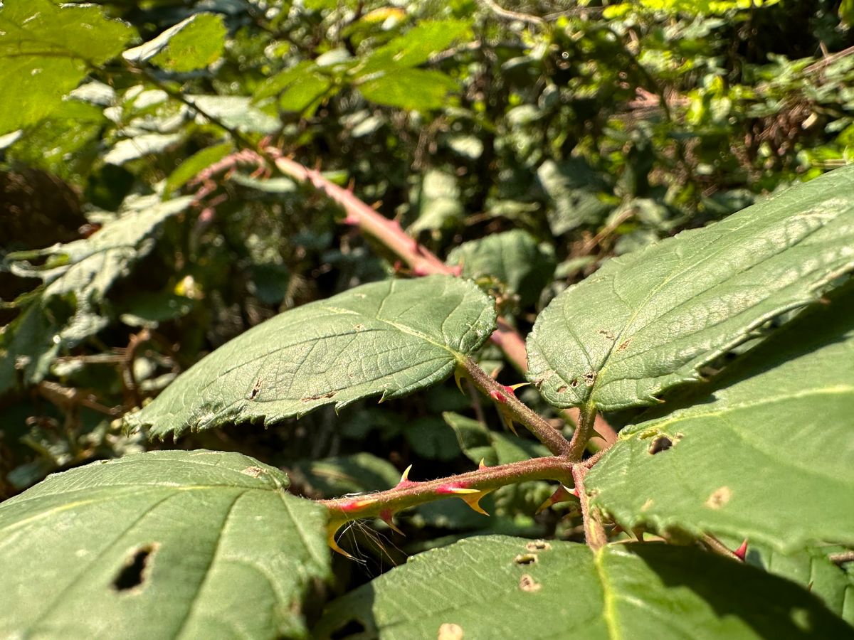 Beware of thorns