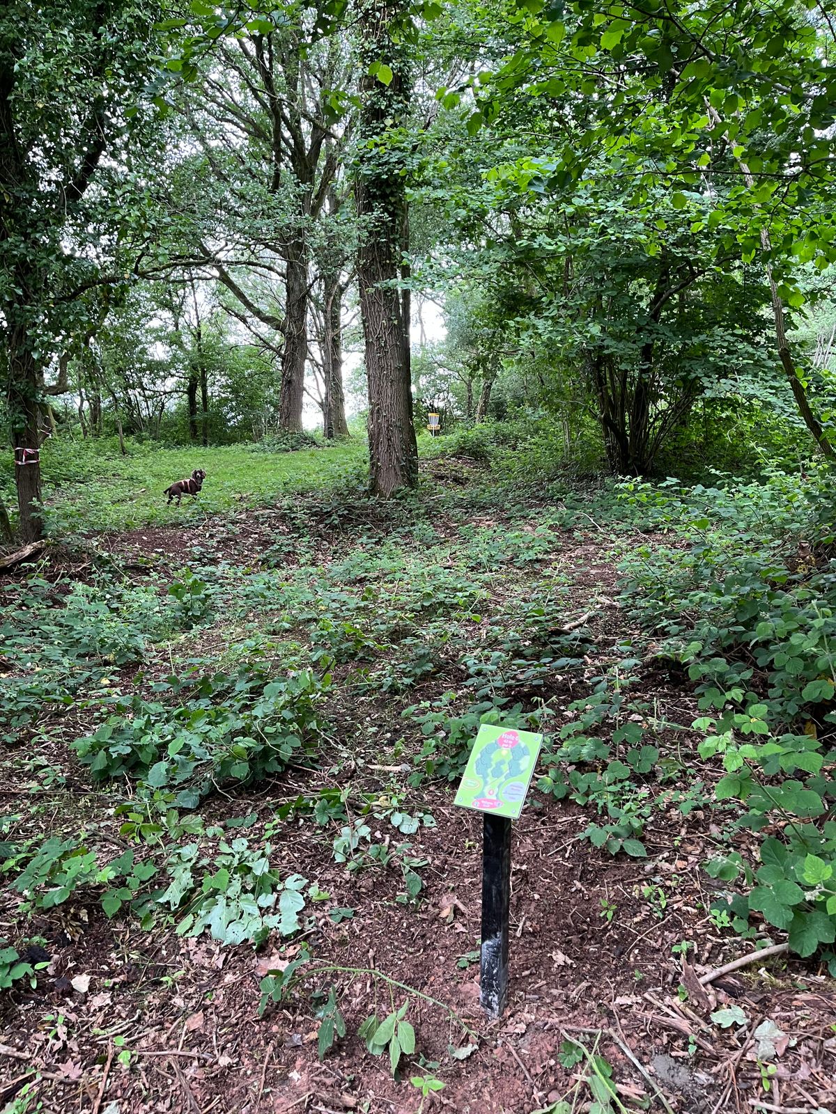 Hole 6 red