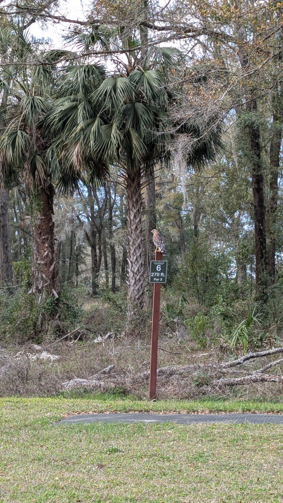 Hole 6
