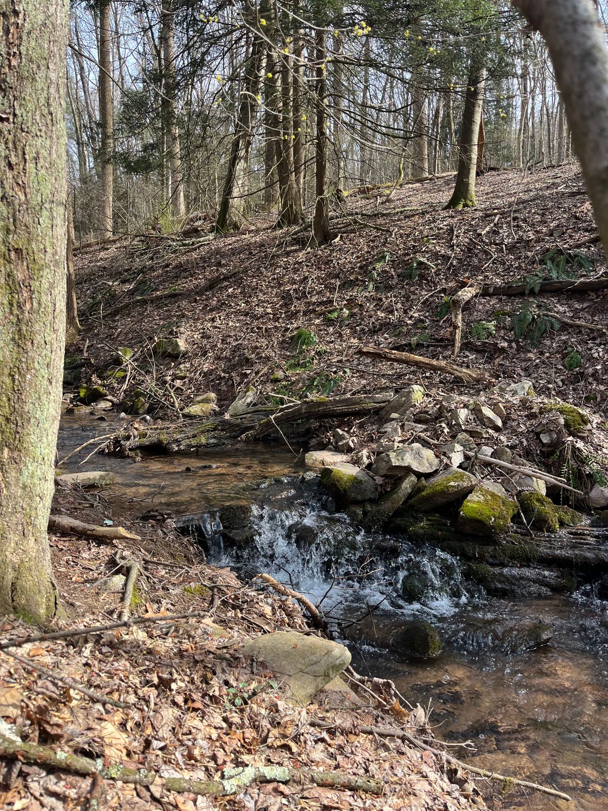 creek behind hole 10's basket
