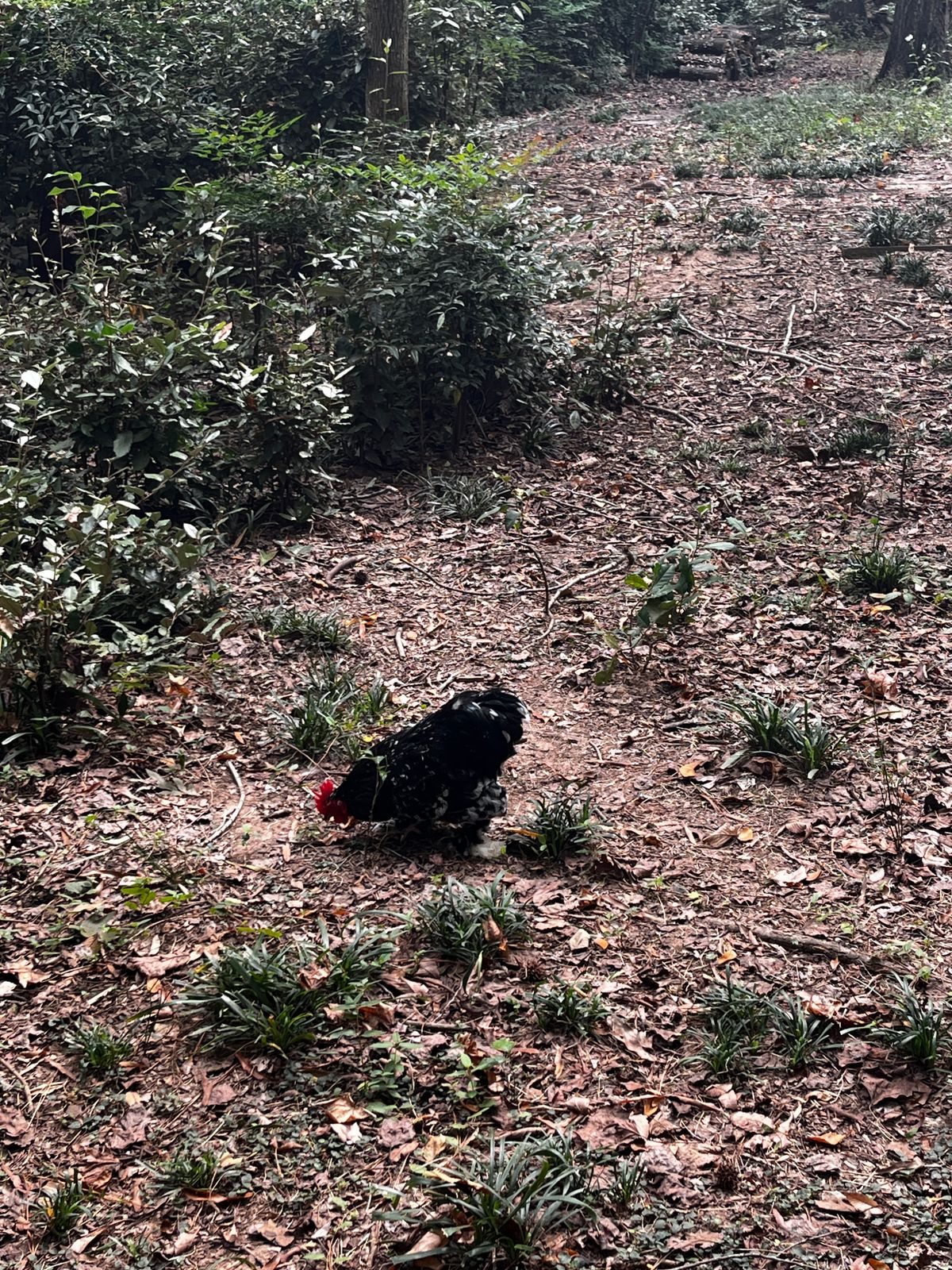 Caution! Chicken Crossing!